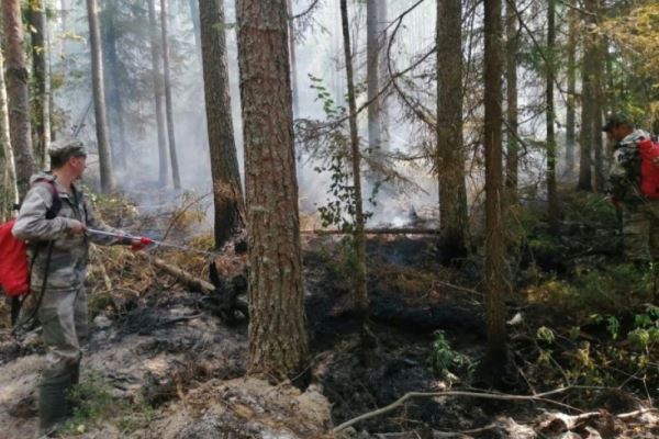 В Костромском районе специалисты ликвидируют лесной пожар